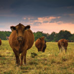 A group of brown cows grazes in a grassy field during sunset. The sky is partly cloudy with a warm, orange glow at the horizon. One cow stands prominently in the foreground, facing the viewer, while trees are visible in the background.