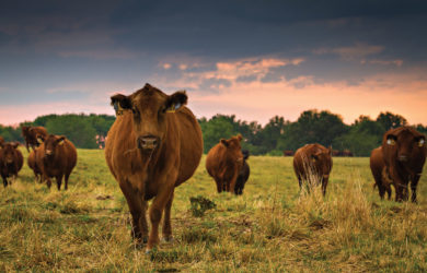 A group of brown cows grazes in a grassy field during sunset. The sky is partly cloudy with a warm, orange glow at the horizon. One cow stands prominently in the foreground, facing the viewer, while trees are visible in the background.