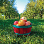 A red basket filled with apples sits on a grassy patch in an apple orchard. Trees with green leaves line the background under a clear blue sky, creating a serene, natural setting.
