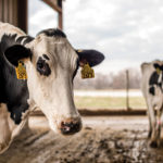 A close-up of a black and white cow with ear tags in a barn. Another cow stands in the background. The barn has an open view of a grassy field under a cloudy sky.