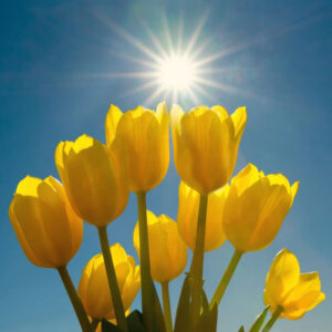 A cluster of yellow tulips is shown from below against a clear blue sky, with the bright sun shining above, casting light on the petals.