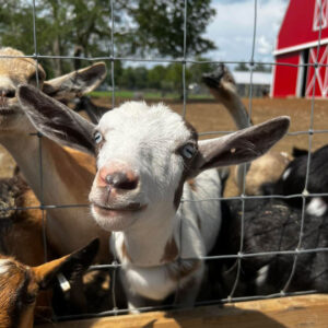 A white and brown baby goat with blue eyes sticks its nose through a wire fence, surrounded by other goats. A red barn and green trees are visible in the sunny background.