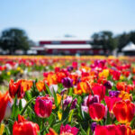 A vibrant field of multicolored tulips in full bloom under a clear blue sky, with a red and white building and trees blurred in the background.