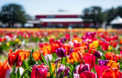 A vibrant field of multicolored tulips in full bloom under a clear blue sky, with a red and white building and trees blurred in the background.