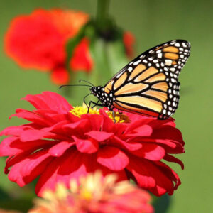 A monarch butterfly with orange, black, and white wings rests on a vibrant red flower with a yellow center, set against a blurred green background.