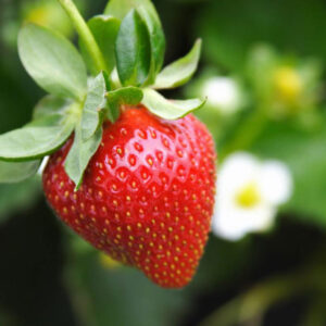 A close-up of a ripe, red strawberry hanging from a plant, with green leaves at the top and a blurred white flower and green background.