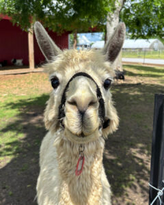 A close-up of a white alpaca wearing a black halter and a pink tag, standing outdoors on grass near a shaded structure and trees.