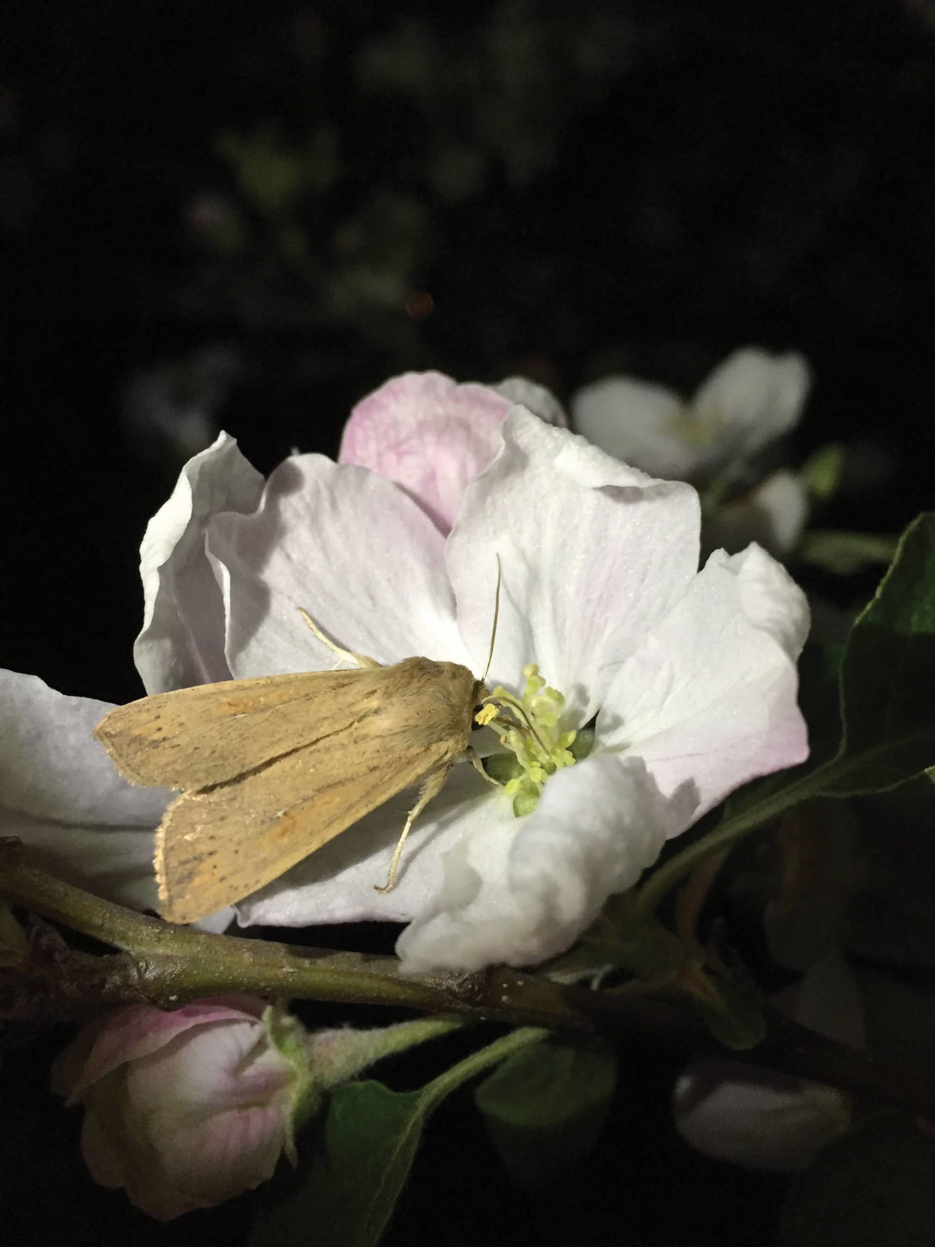 Nocturnal Pollinator