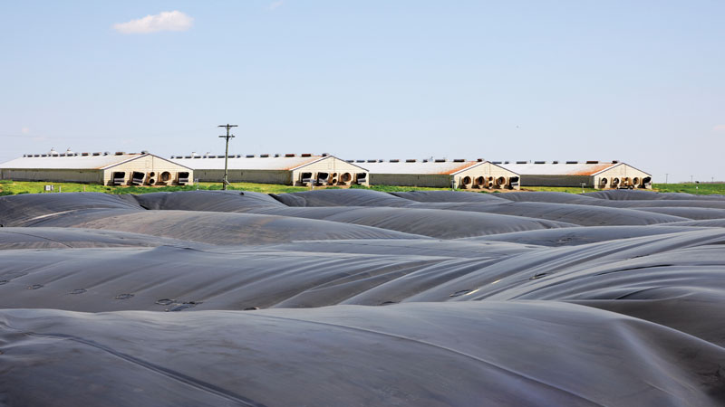 Impermeable polyethylene covers trap the raw methane gas from Smithfield hog manure lagoons in northern Missouri.