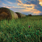 Round hay bales, freshly formed from mowing hay, line a grassy field under a dramatic sunset sky. Sunrays pierce through scattered clouds, casting a warm glow. In the foreground, pink clover flowers stand amidst the green grass.
