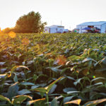 Sunset view of a lush soybean field with green leaves in the foreground. Two white farm buildings stand in the background. The sun casts a warm glow across the scene, with a tree partly silhouetted against the sky.