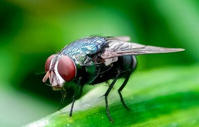 A close-up photo of a housefly with large red eyes standing on a green leaf, with a blurred green background.