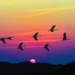 A silhouette of birds flying in a V formation against a vibrant sunset sky with hues of orange, pink, and purple. The sun is partially visible above the horizon, and a dark mountain range is in the foreground.
