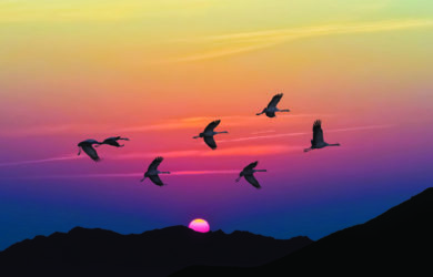 A silhouette of birds flying in a V formation against a vibrant sunset sky with hues of orange, pink, and purple. The sun is partially visible above the horizon, and a dark mountain range is in the foreground.