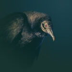 A close-up of a black vulture showcases its textured dark feathers and sharp curved beak, capturing the focused expression against a moody dark background. The essence of black vultures is embodied in this striking portrait.