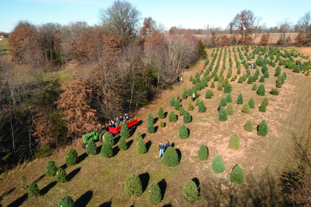 An aerial view of a tree farm with rows of evergreen trees. A green tractor pulls a red wagon with people sitting inside, while others walk among the trees. Leafless trees and open fields surround the area under a clear, blue sky.