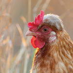 Close-up of a brown hen with reddish comb and wattle, looking to the left. The background is blurred with warm tones, suggesting a natural outdoor setting.