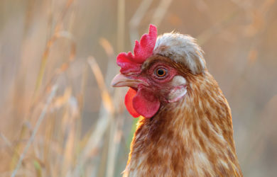 Close-up of a brown hen with reddish comb and wattle, looking to the left. The background is blurred with warm tones, suggesting a natural outdoor setting.