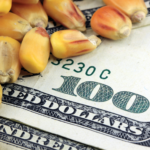 Close-up of scattered corn kernels on a 100-dollar bill, symbolizing the connection between agriculture and finance.