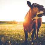 A cow stands in a sunlit meadow filled with dandelions. The sun sets in the background, casting a warm glow over the scene.