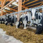 Cows with black and white markings are eating hay in a row inside a wooden barn. The barn has a metal roof and natural light coming through. The animals are contained by metal bars and seem relaxed.
