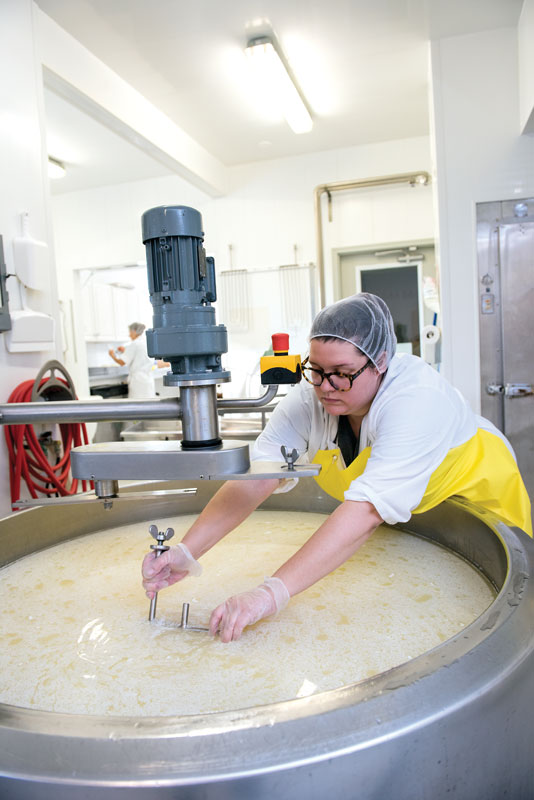 Cheesemaker Alison Penalver of Ste. Genevieve, Mo., uses a knife to cut the curd in a vat of cheese.