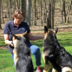 A woman kneels on grass in a sunlit forest, smiling at two German Shepherds sitting in front of her. She is holding their leashes and appears to be engaging with them. The background features trees and a clear sky.