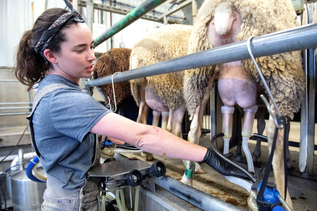 Eliza Spertus oversees an afternoon milking at Green Dirt Farm