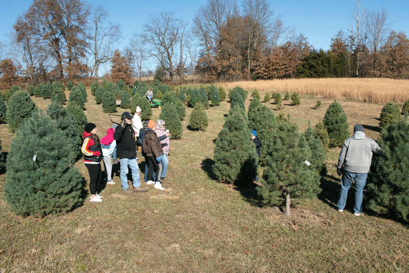 A group of people walking through a tree farm on a sunny day. They are among rows of evergreen trees, with some people examining the trees. In the background, there are tall, dry grasses and leafless trees under a clear blue sky.
