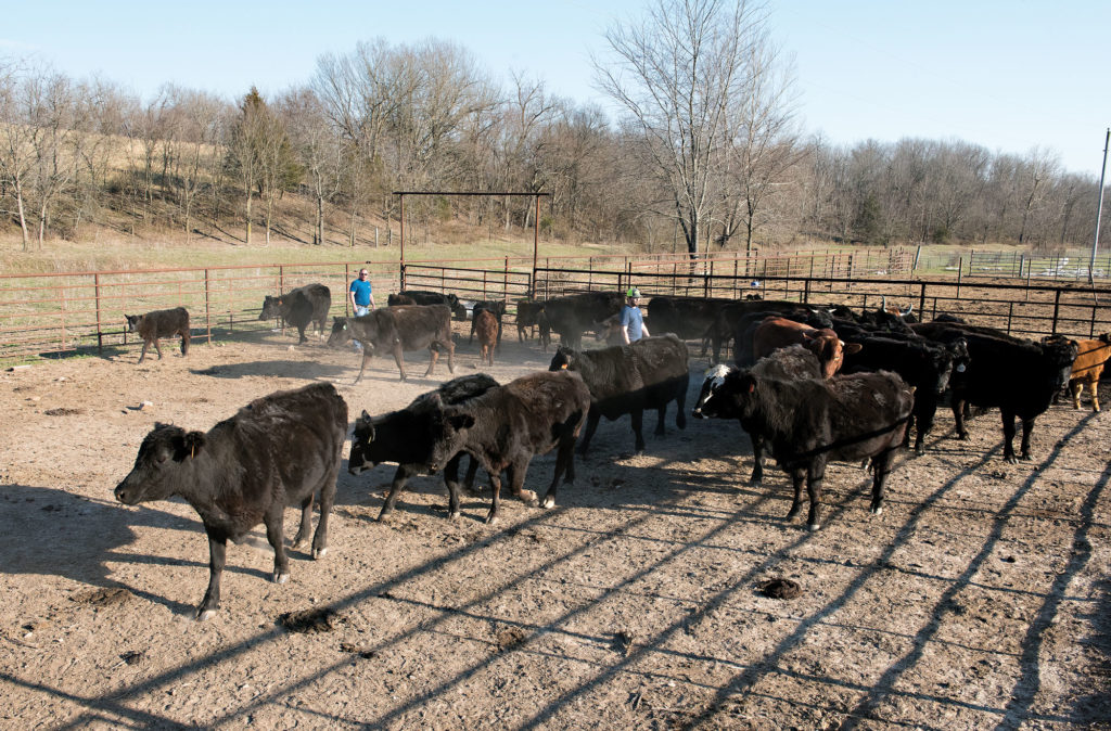 Billy and farm hand Cody Lawson sort calves for tagging in the family's custom corrals. The herd numbered more than 1,100 head at the end of 2017.