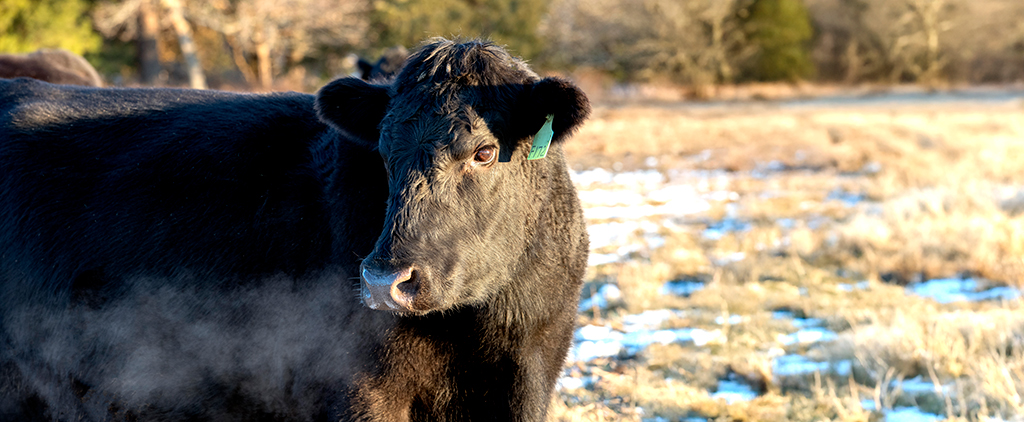 A black cow with a green ear tag stands in a frosty field, with patches of snow on the ground. Breath is visible in the cold air, and there are trees in the blurred background.