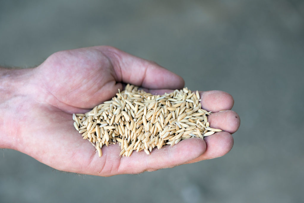 Nearly 85 percent of the rice eaten in America is grown domestically.