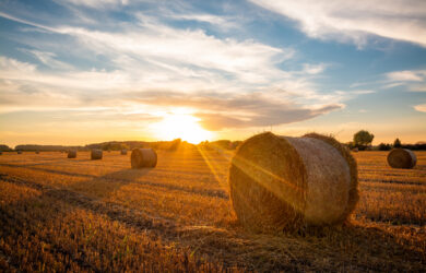 Round hay bales sit in a harvested field under a vibrant sky at sunset, with golden sunlight casting long shadows and illuminating the landscape.