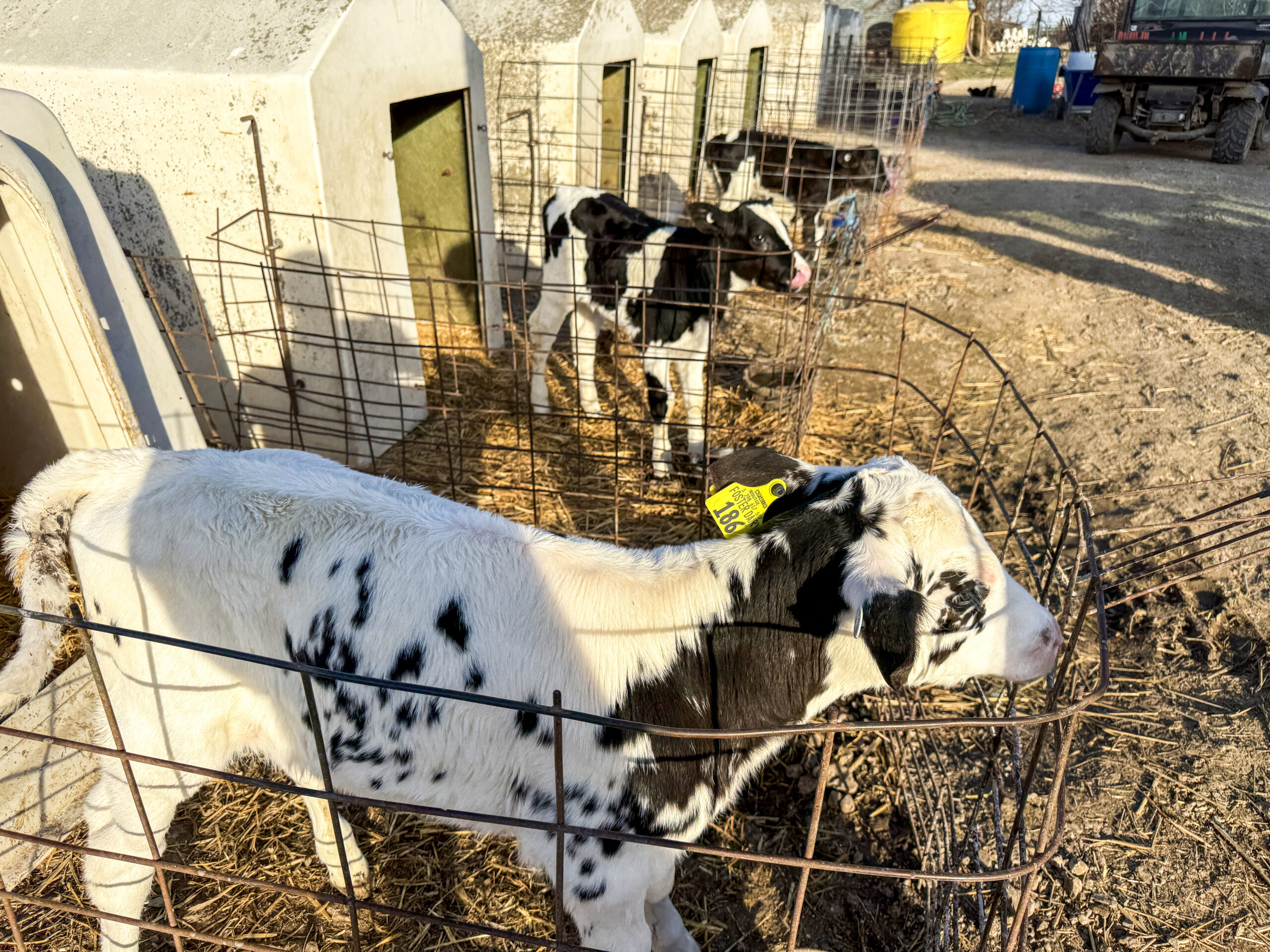 Several young black-and-white calves stand in small individual fenced enclosures outside on a sunny day, with calf hutches and farm equipment in the background.