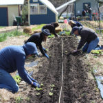 A group of people wearing jackets and hats are planting seedlings in neat rows in a community garden. They are on their knees, working in a freshly tilled plot surrounded by straw mulch. Several small buildings are visible in the background.