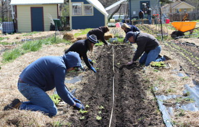 A group of people wearing jackets and hats are planting seedlings in neat rows in a community garden. They are on their knees, working in a freshly tilled plot surrounded by straw mulch. Several small buildings are visible in the background.