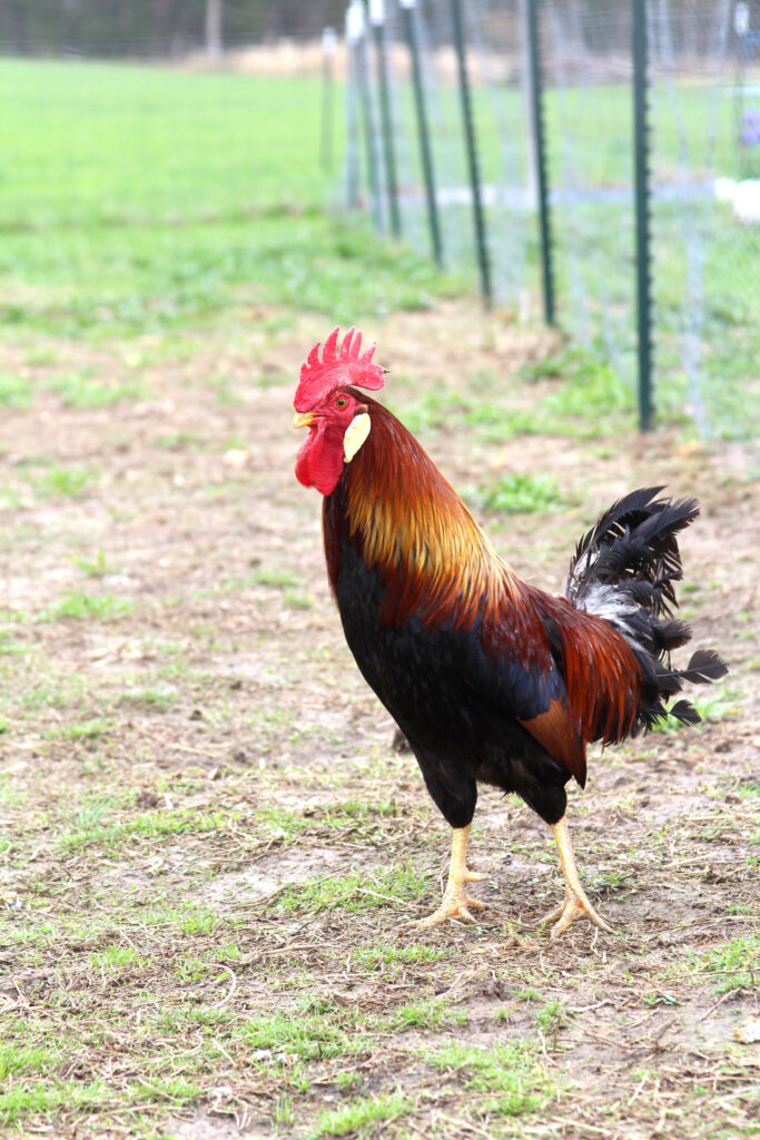 A rooster with vibrant red, orange, and black feathers stands on a patchy grassy area near a wire fence, with a green field in the background.