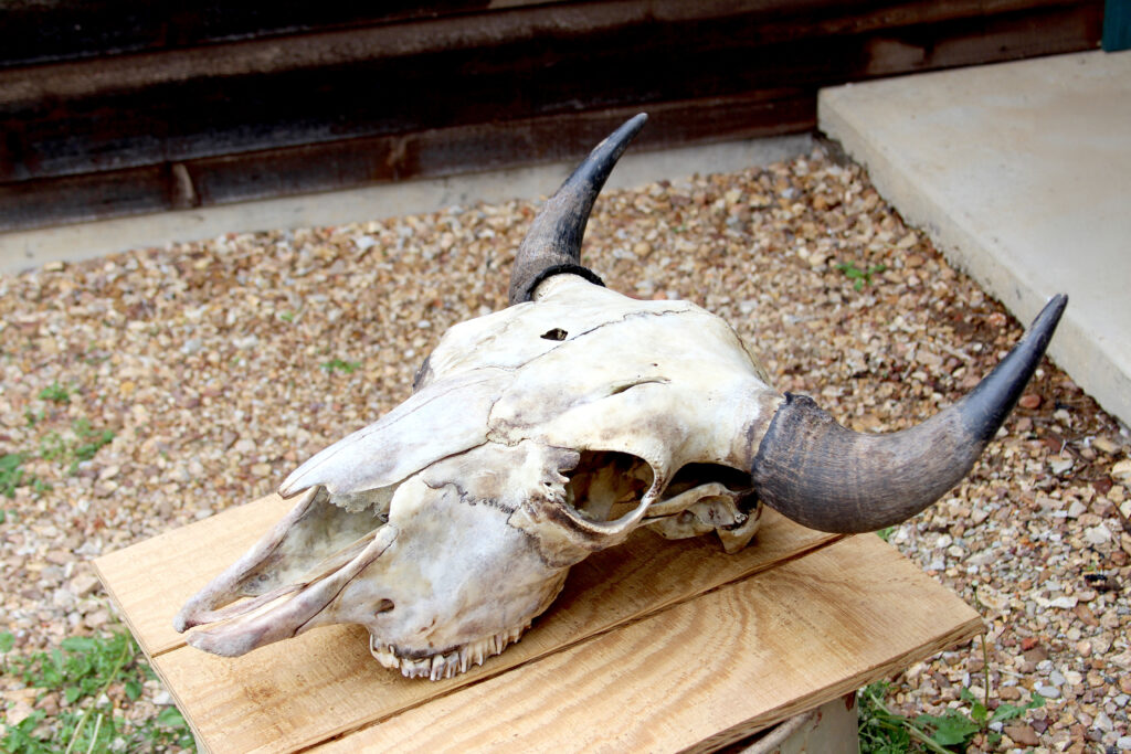 A large animal skull with prominent black horns rests on a wooden board outdoors, near gravel and a concrete step.