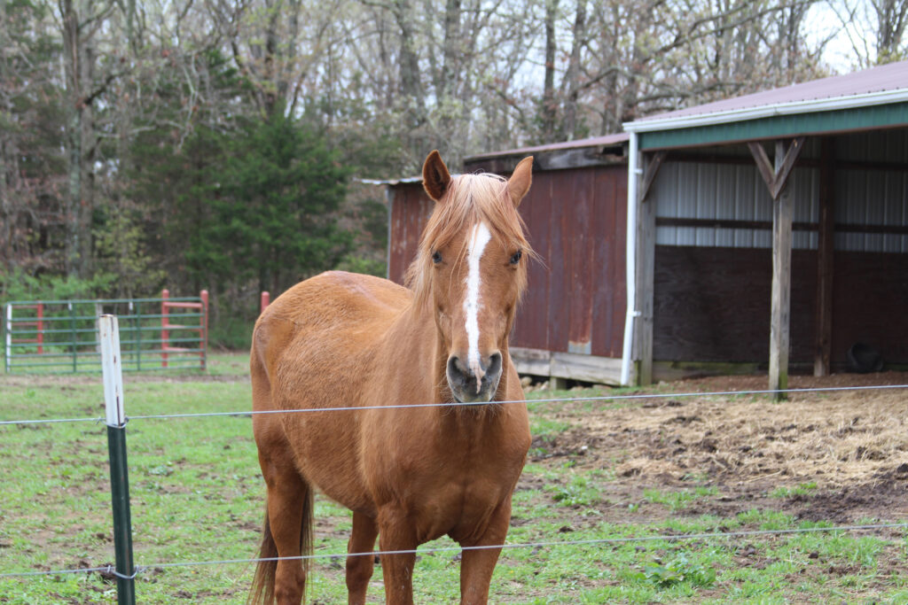 A chestnut-colored horse with a white blaze on its face stands behind a wire fence in a grassy paddock, with a wooden shed and trees in the background.