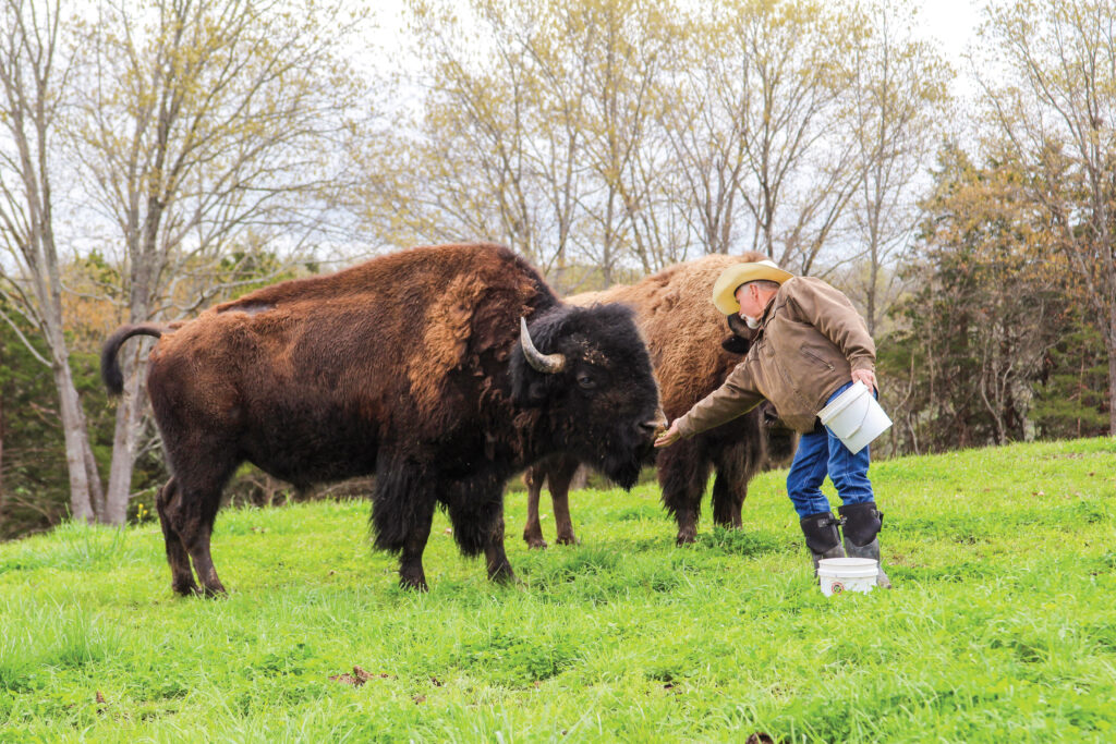 IMG_7706-2 With a bucket of alfalfa pellets in hand, C.J. rewards his bison with a treat, deepening the mutual respect that defines daily life on the ranch.