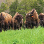 A group of six bison stand and graze on green grass in a field, with trees and cloudy sky in the background.