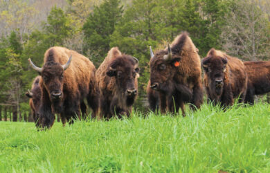 A group of six bison stand and graze on green grass in a field, with trees and cloudy sky in the background.