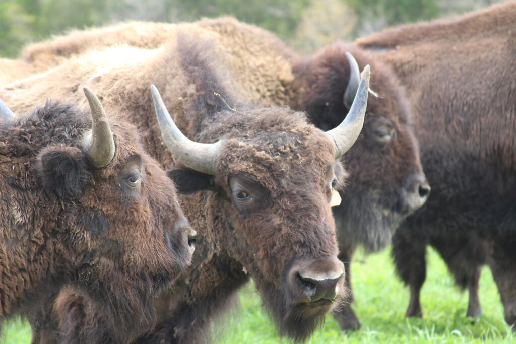 Young bison roam the pastures of Cedar Stone Ranch, where careful breeding and attentive management help shape a herd known for quality and calm demeanor.