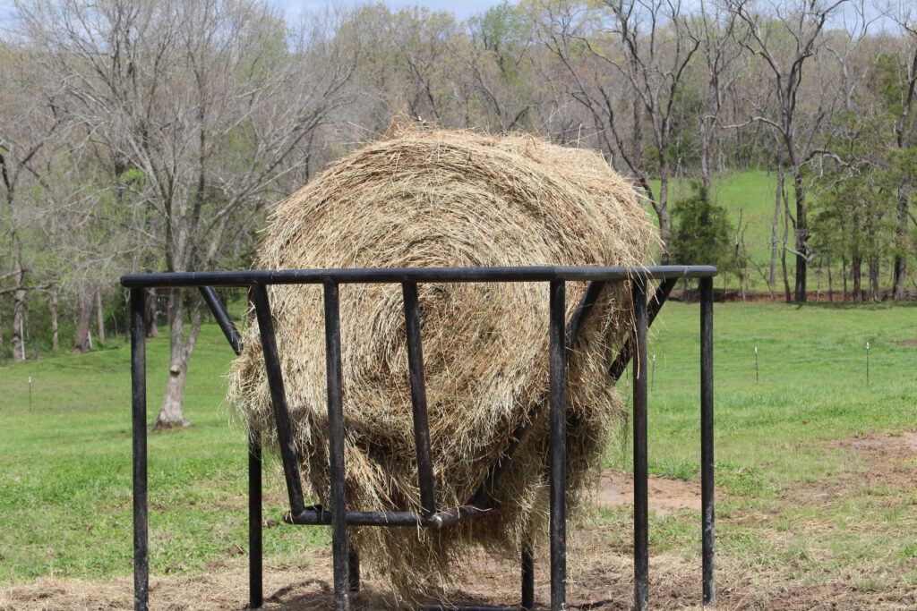A custom-built hay feeder provides a steady supply of feed in winter, and even into spring, as the bison transition to fresh forage.