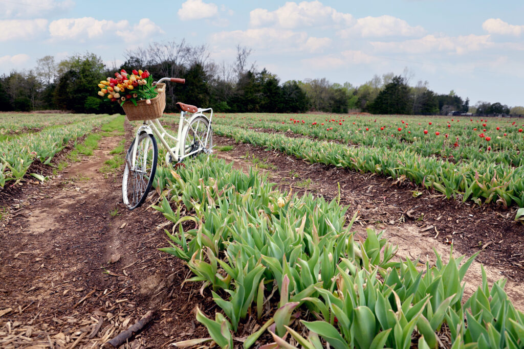 A white bicycle with a wicker basket full of colorful tulips stands on a dirt path between rows of green plants in a field, with trees and a partly cloudy sky in the background.