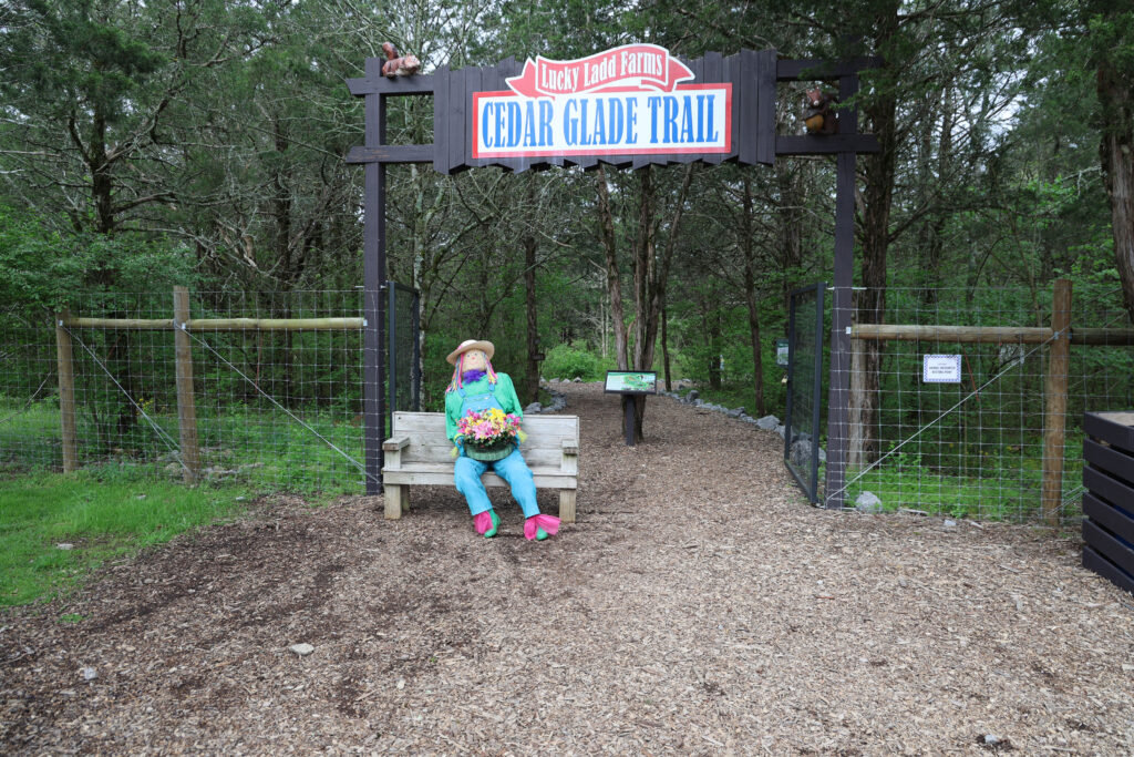 A portion of Lucky Ladd Farms is home to rare Tennessee Cedar Glades, a unique ecosystem that supports endangered native plants. Walking trails with educational signs let guests explore and learn about this remarkable habitat.