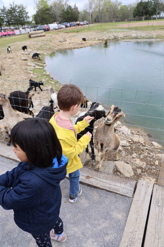 The Animal Barnyard at Lucky Ladd Farms lets school groups, children (and adults) feed a variety of farm animals, from goats to alpacas.