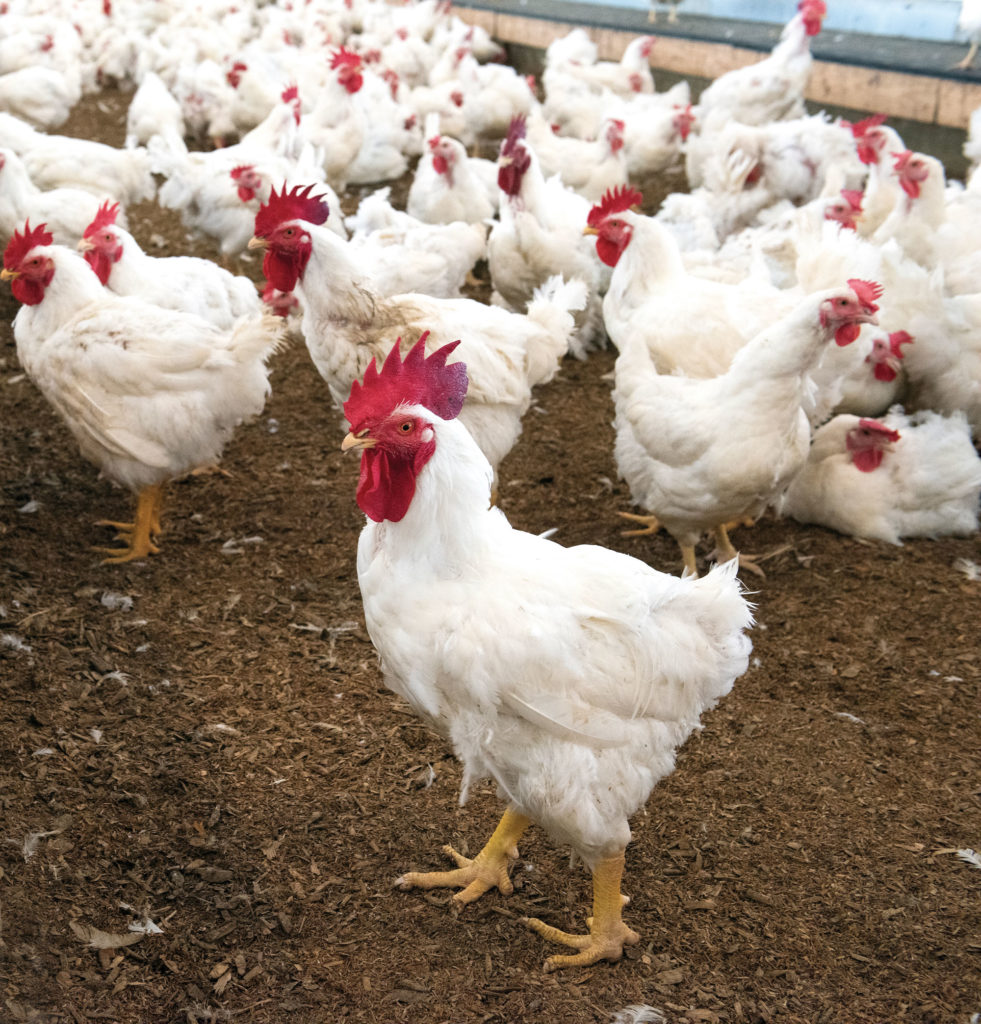 Bedding composed of rice hulls and hardwood and pine shavings is ideal for these broiler chickens.