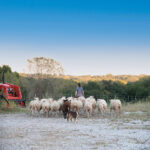 As Missouri’s only commercial grass-based sheep dairy and creamery, Green Dirt Farm creates award-winning artisanal cheeses