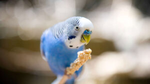 A close-up of a blue and white budgerigar perched on a branch, holding a cluster of millet in its beak, with a soft, blurred background.